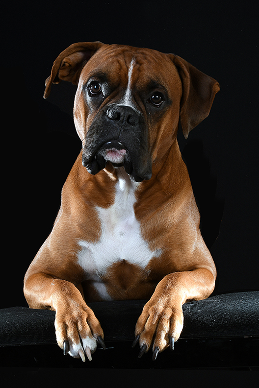 photographe Doullens, Amiens